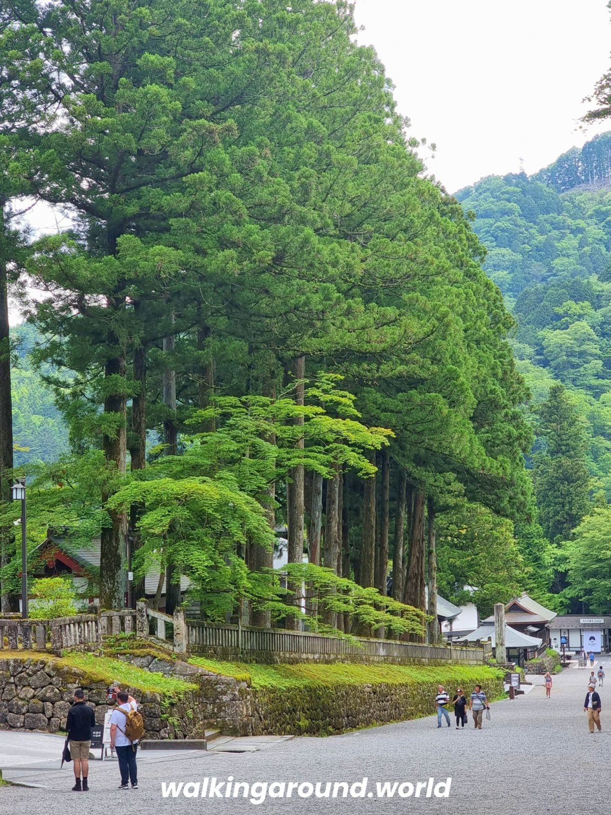 Nikko naturaleza WEB