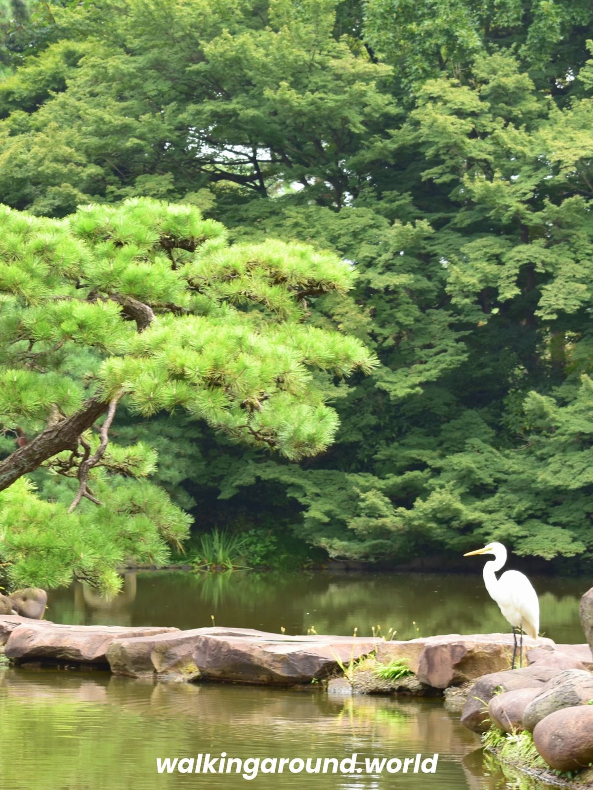 jardin-japones-shinjuku-grulla-tokio-japon