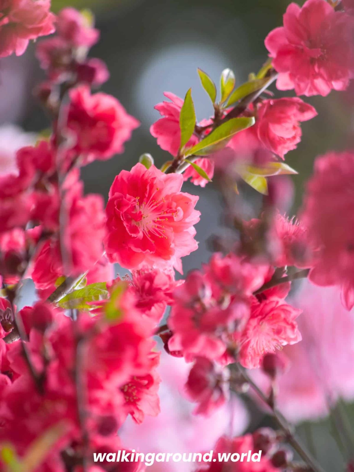 sakura-shinjuku-gyoen-garden-tokio-japon